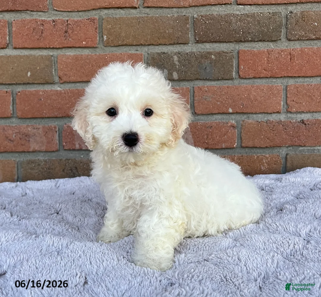 Bichon Frise dogs for sale: Jojo - Ad 1