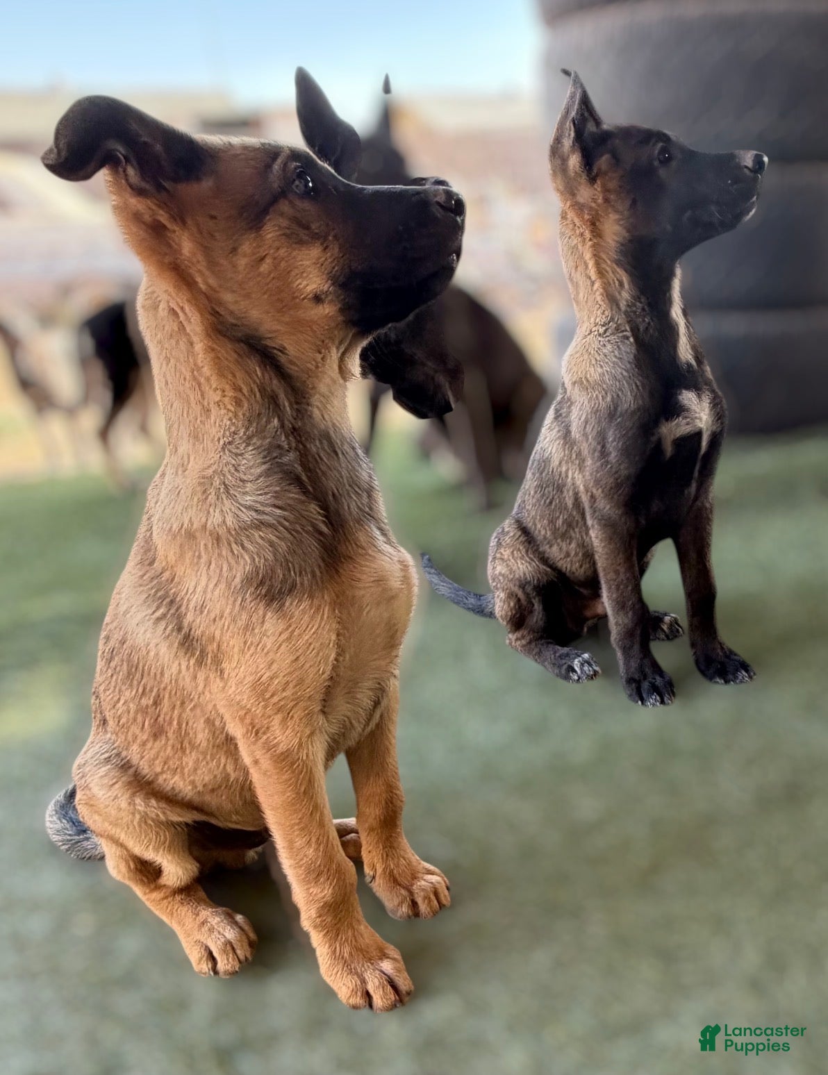 German Shepherd dogs German Shepherd Puppy 4 - Ad 7