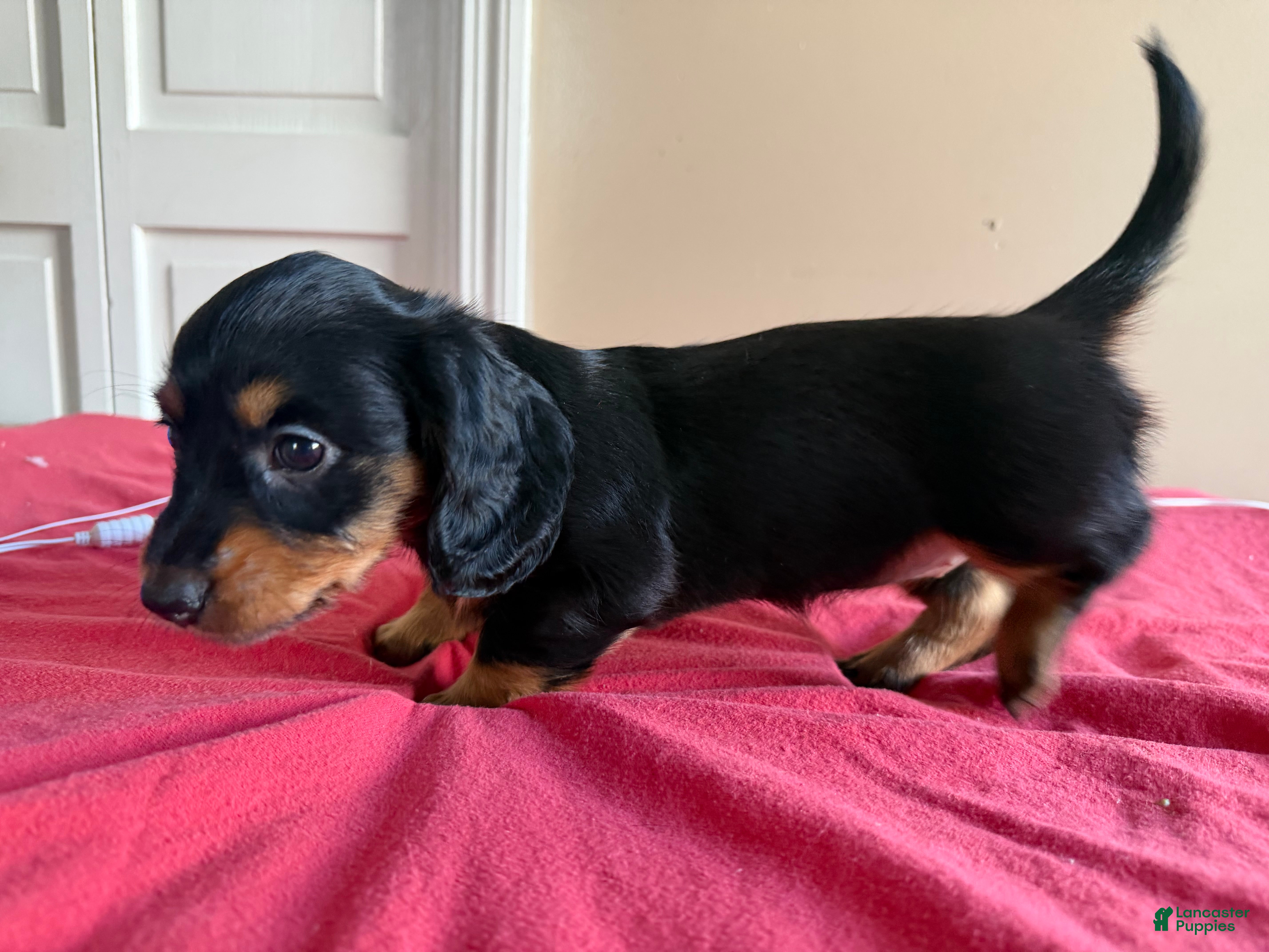 Dachshund dogs Lainey - Ad 2