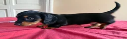 Dachshund dogs for sale: Lainey - Ad 2