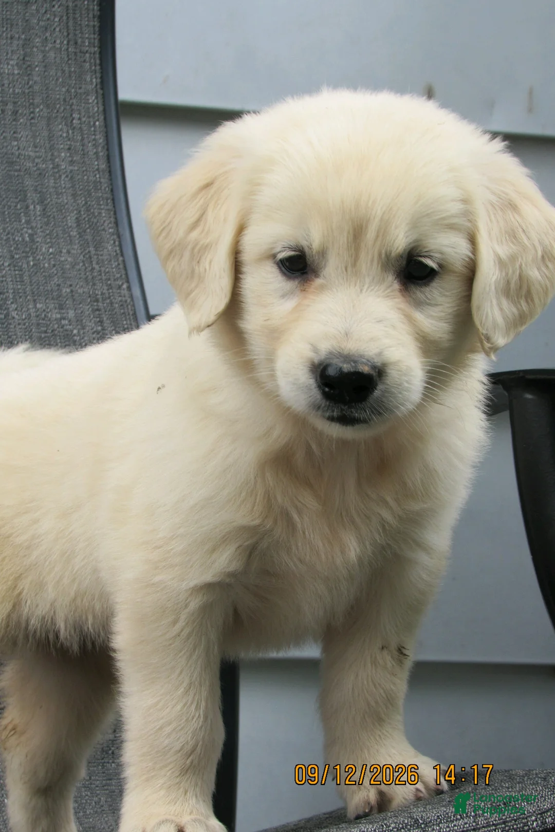 Golden Retriever dogs for sale: Golden Retriever 3 Dessa  - Ad 2