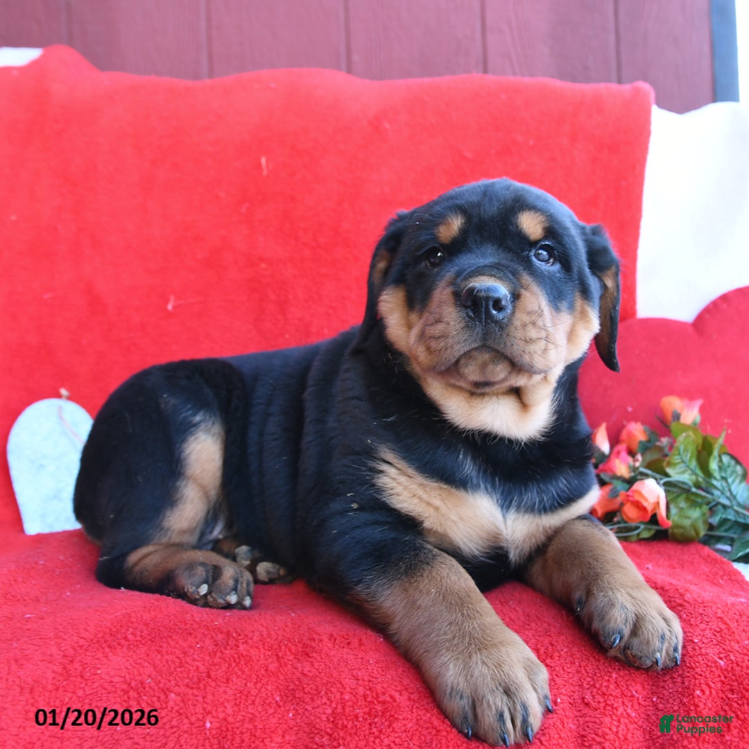 Rottweiler dogs for sale: Rocky - Ad 4