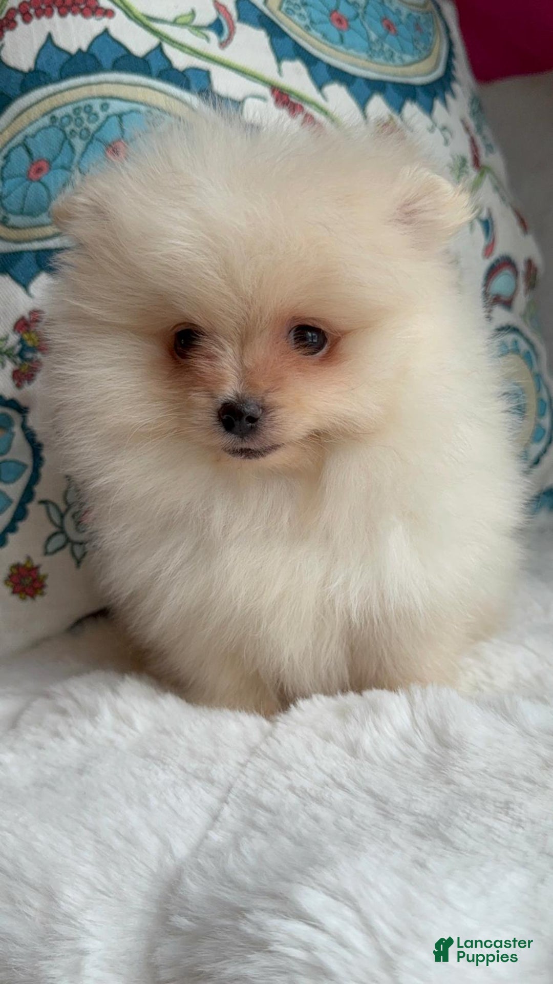 Pomeranian dogs for sale: Pomeranian Puppy Daisy - Ad 12