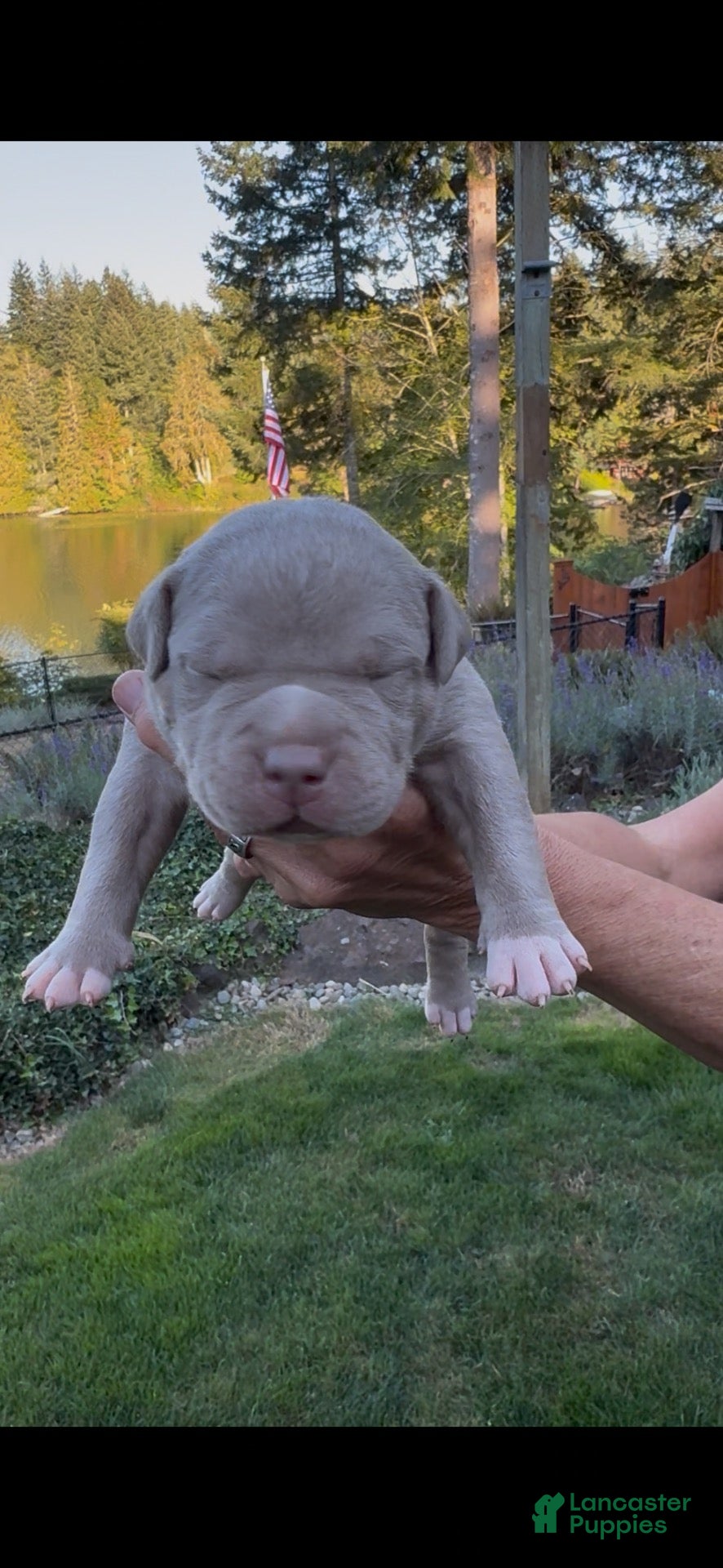 American Bully dogs American Bully 1 - Ad 1