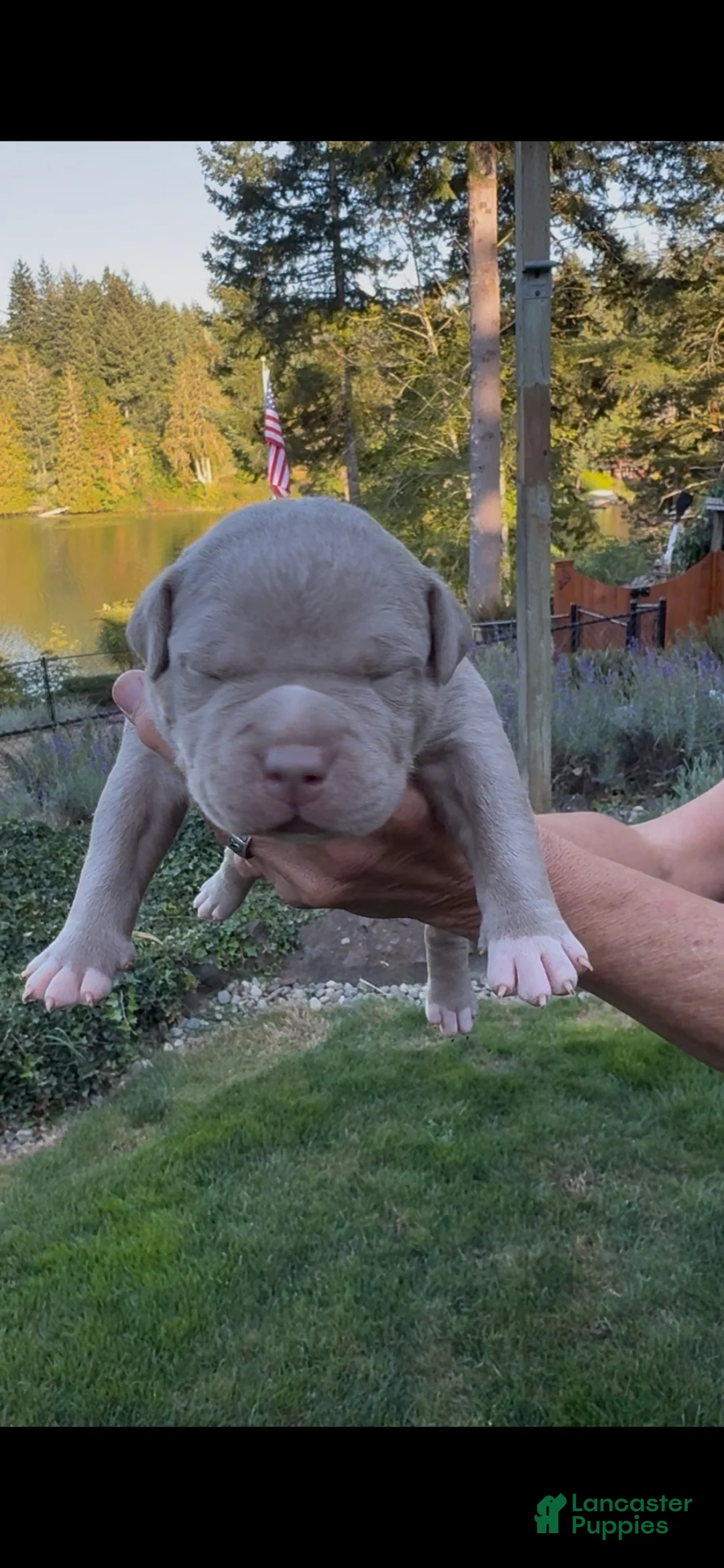 American Bully dogs for sale: American Bully 1 - Ad 1