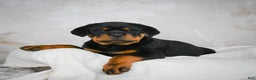 Rottweiler dogs for sale: Blake - Ad 8