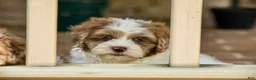 Shihpoo dogs for sale: Winston - Ad 9
