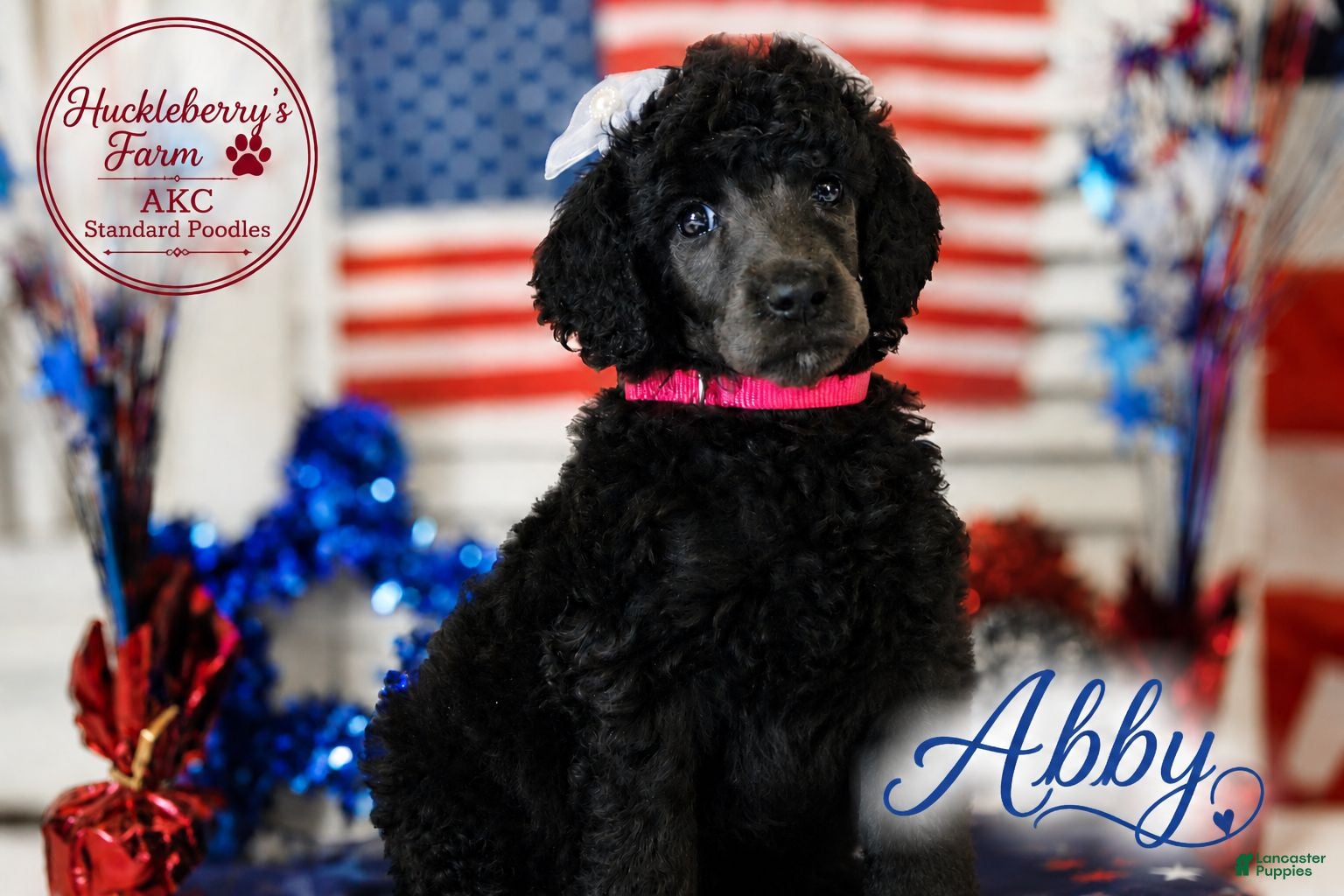 Standard Poodle dogs for sale: Abby - Ad 2