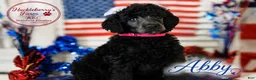 Standard Poodle dogs for sale: Abby - Ad 1