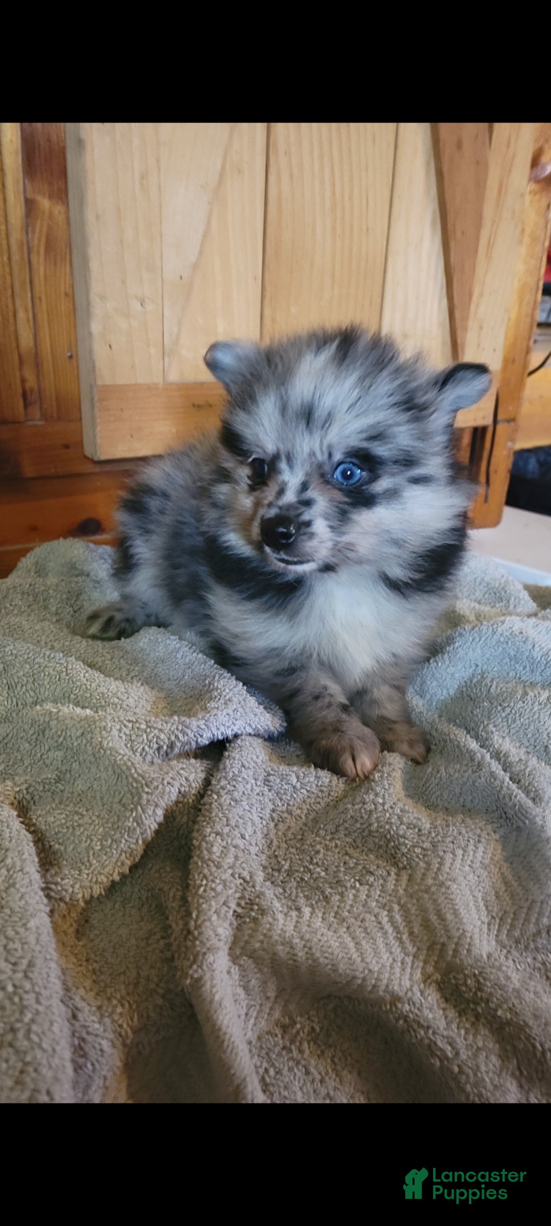 Pomeranian dogs Cloe  - Ad 1
