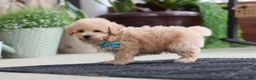 Maltipoo dogs for sale: Kenny - Ad 4