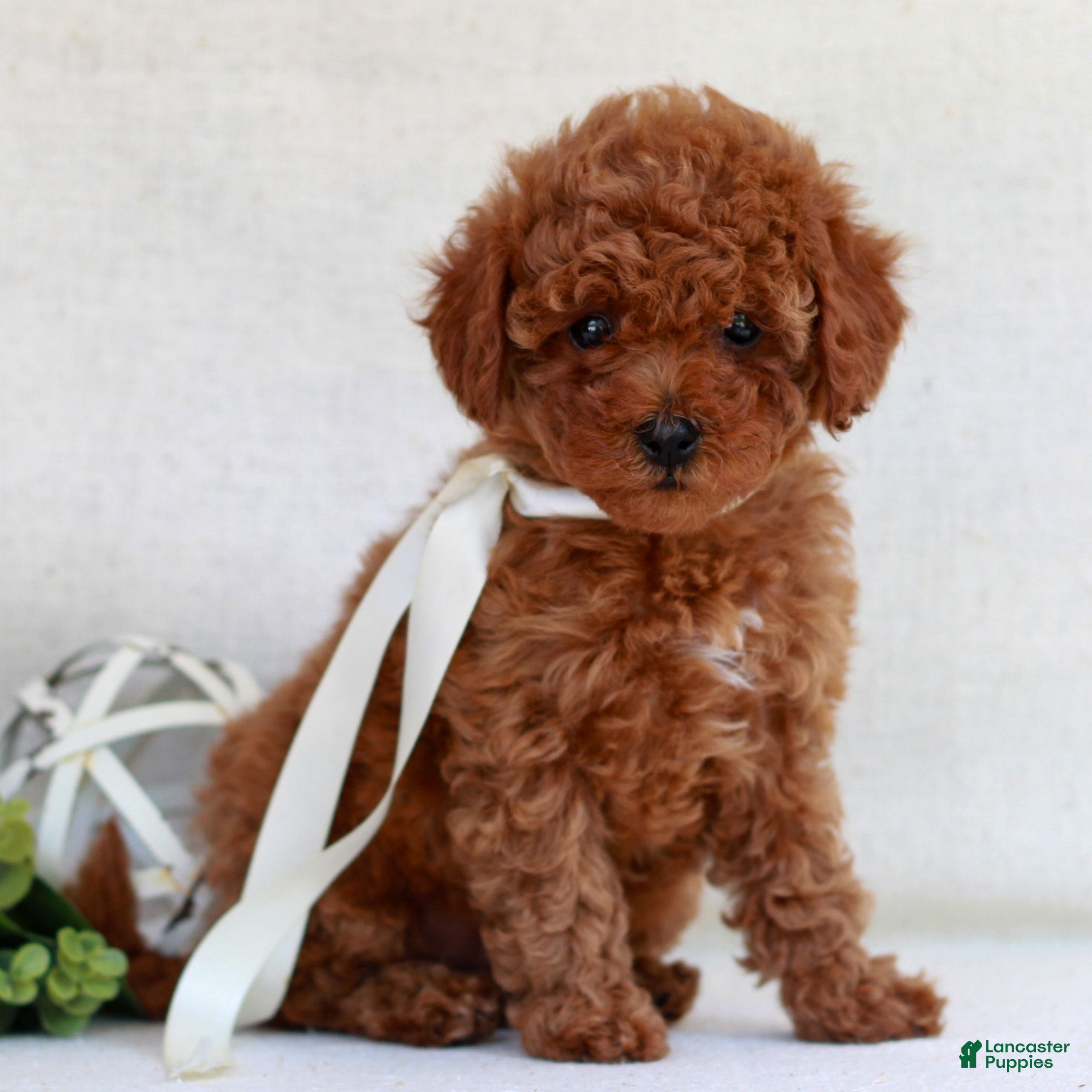 Cavapoo dogs Nina  - Ad 2