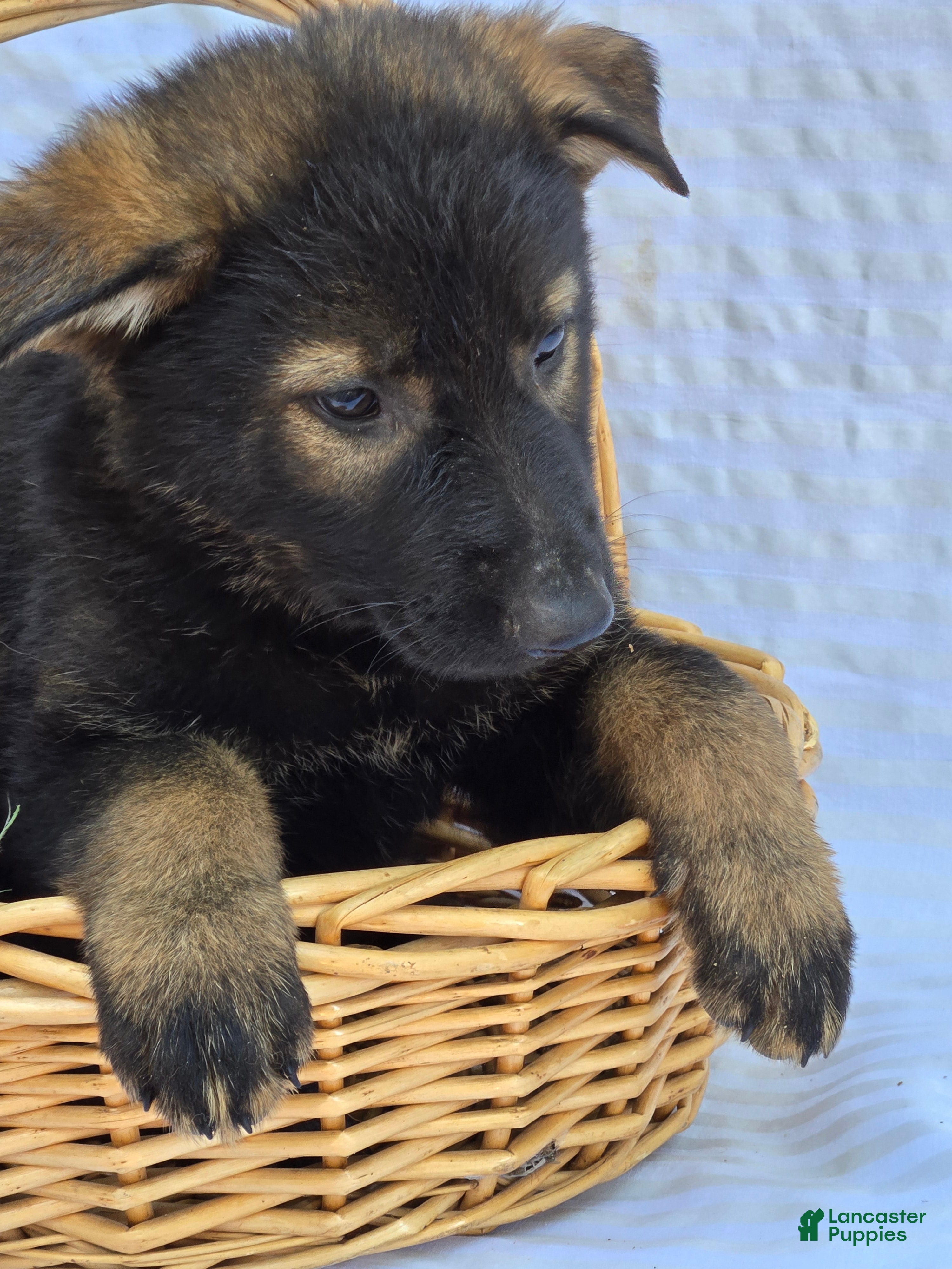 German Shepherd dogs German Shepherd 2 - Ad 27