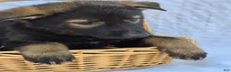 German Shepherd dogs for sale: German Shepherd 2 - Ad 1