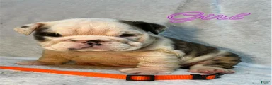 English Bulldog 8