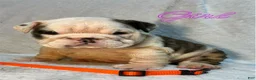 English Bulldog dogs for sale: English Bulldog 8 - Ad 1