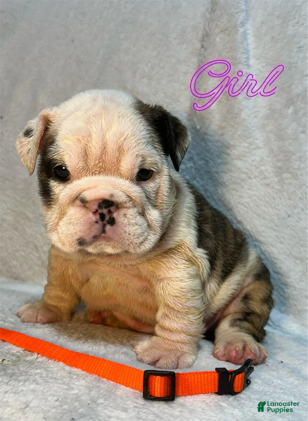 English Bulldog dogs for sale: English Bulldog 8 - Ad 1