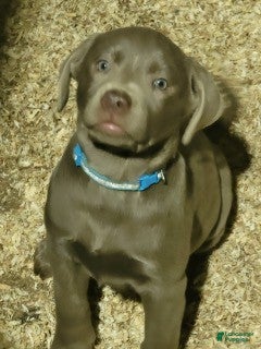 Labrador Retriever dogs Silver Labrador Retriever 10 - Ad 3
