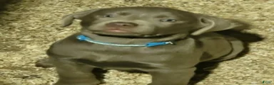 Silver Labrador Retriever 10