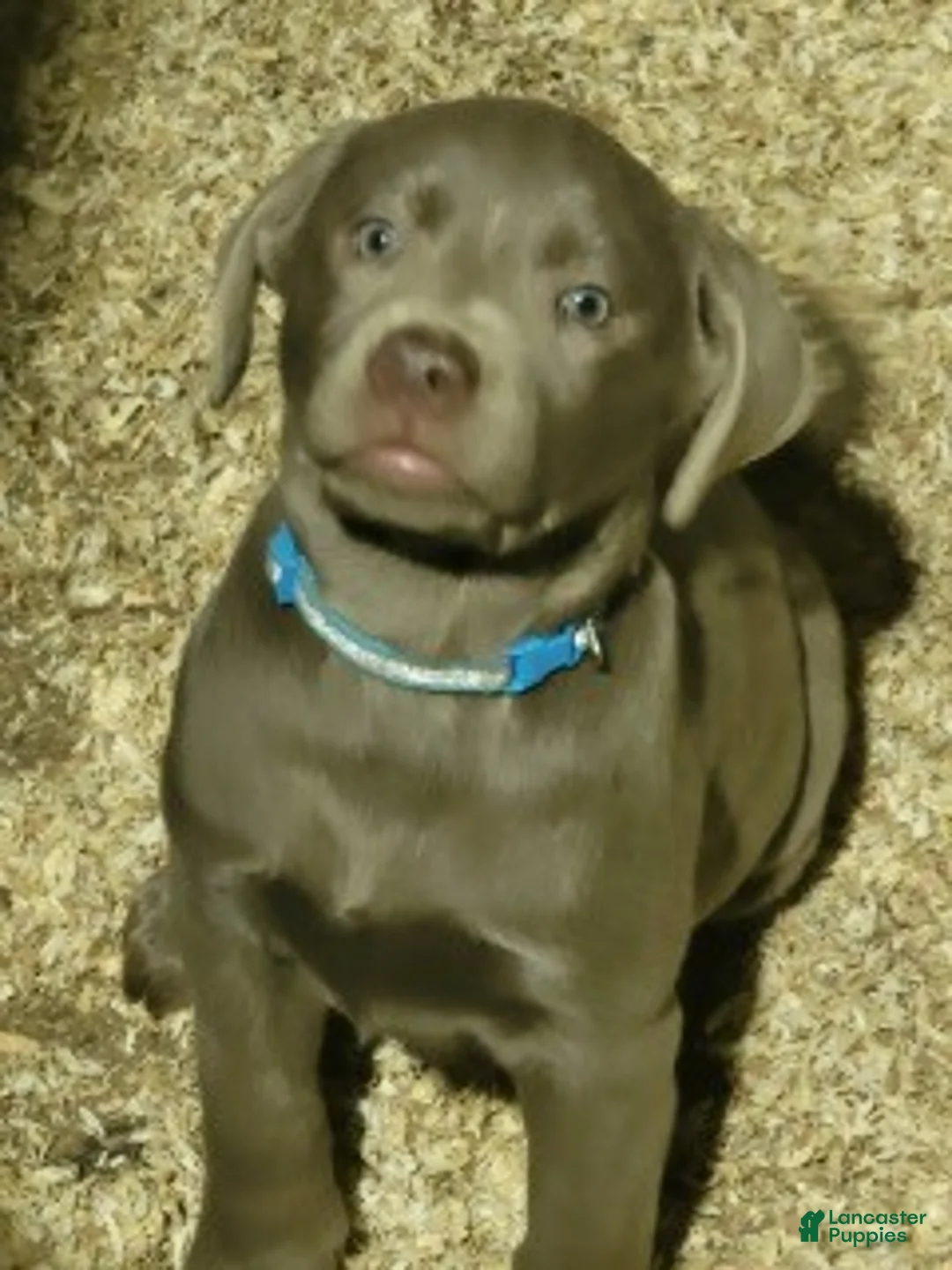 Labrador Retriever dogs for sale: Silver Labrador Retriever 10 - Ad 1