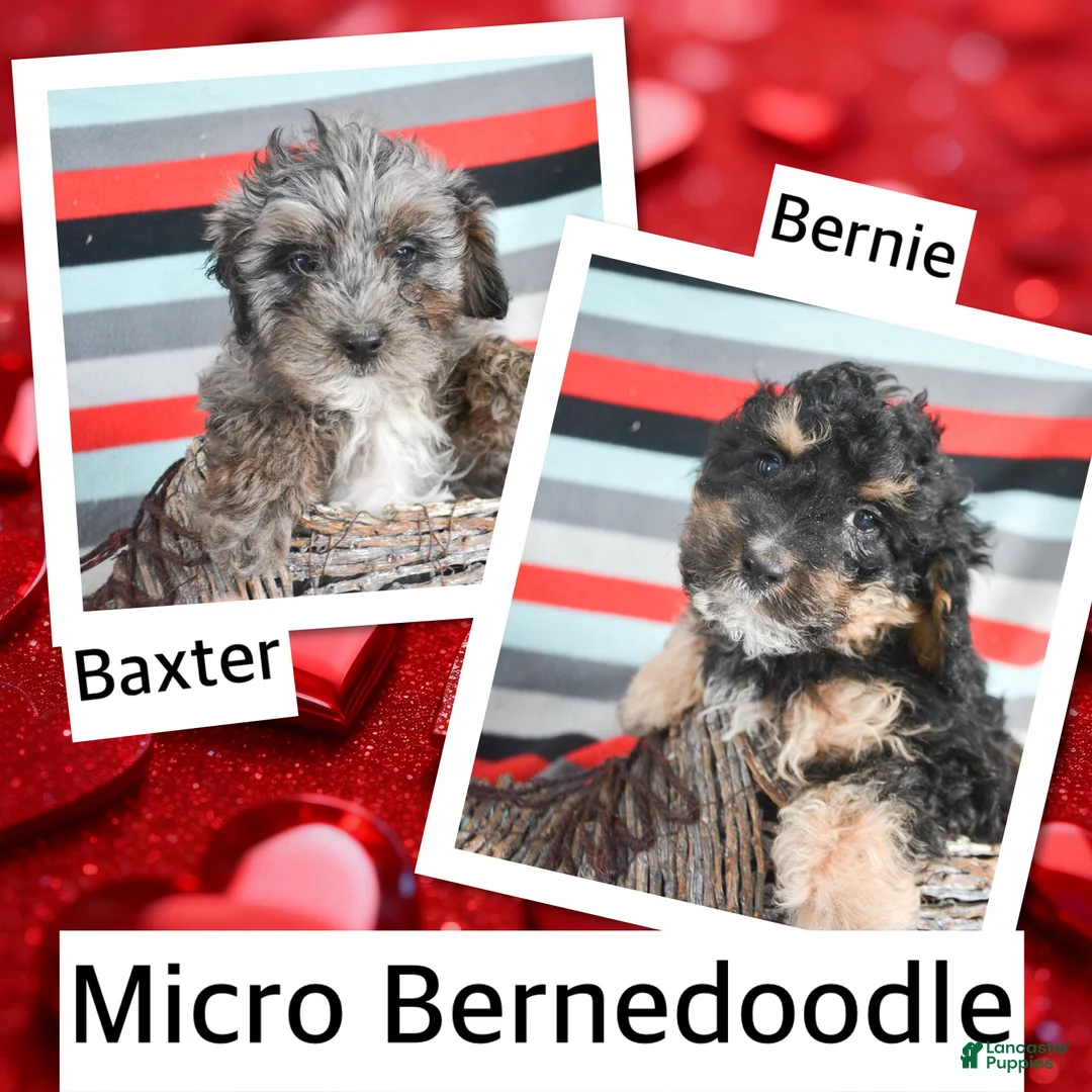 Mini Bernedoodle dogs for sale: Micro Bernedoodle Puppy 6 Bella - Ad 6