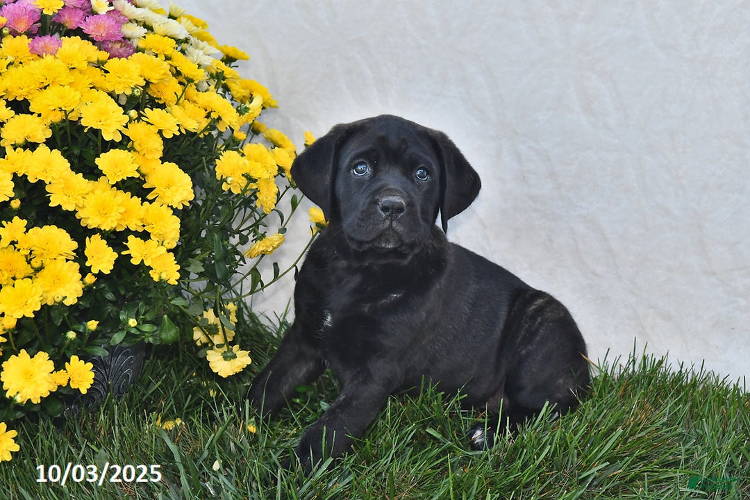 Cane Corso dogs for sale: Brooklyn - Ad 4