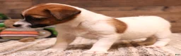 Jack Russell Terrier dogs for sale: Sailor is white w/ tri markings  - Ad 2