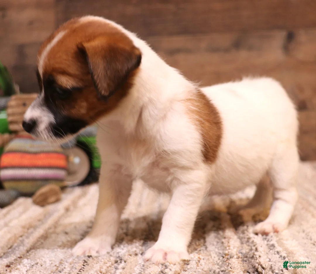 Jack Russell Terrier dogs for sale: Sailor is white w/ tri markings  - Ad 2