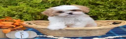Mixed Breed dogs for sale: Timber - Ad 6
