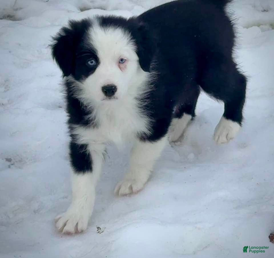 Australian Shepherd dogs Holly - Ad 1