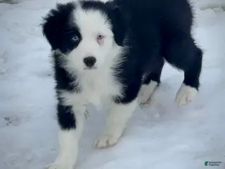 Australian Shepherd dogs for sale: Holly - Ad 4