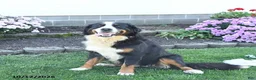 Bernese Mountain Dog dogs for sale: Isaac - Ad 6