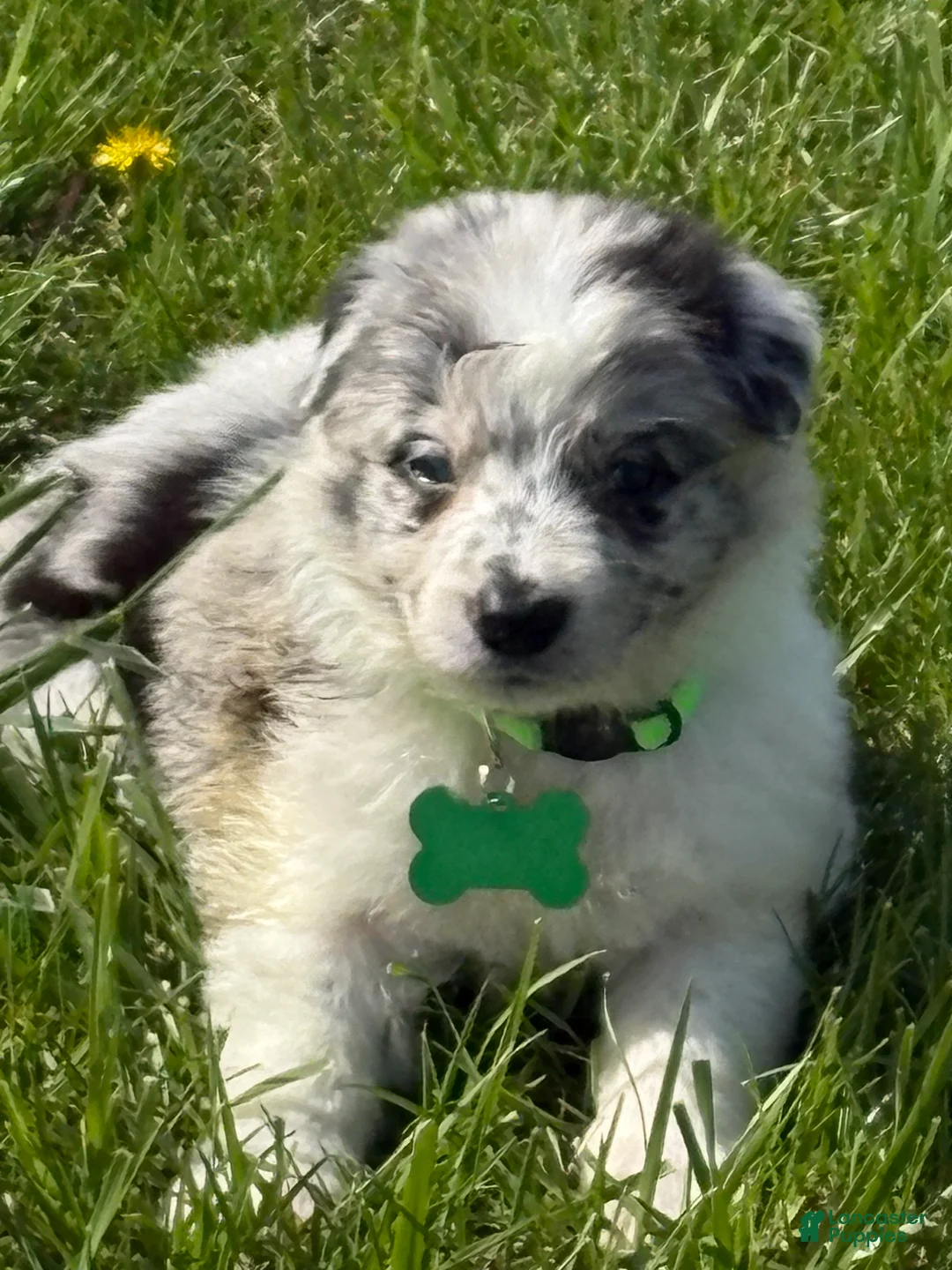 Border Collie dogs for sale: Gabby - Ad 1