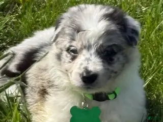 Border Collie dogs for sale: Gabby - Ad 4