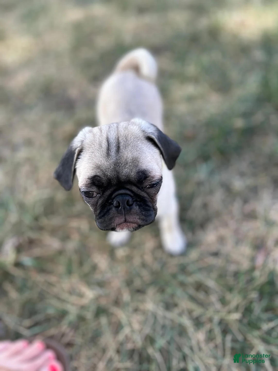 Pug dogs for sale: Pug 2 (Dempsey) - Ad 2