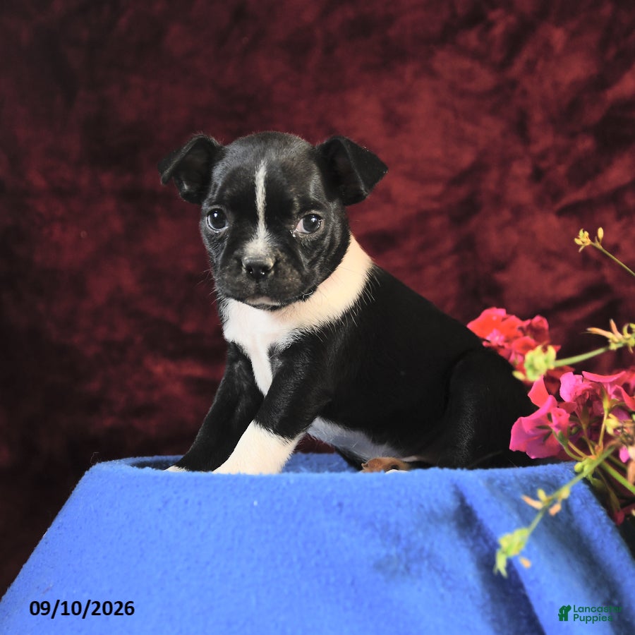 Boston Terrier dogs Chichi - Ad 1