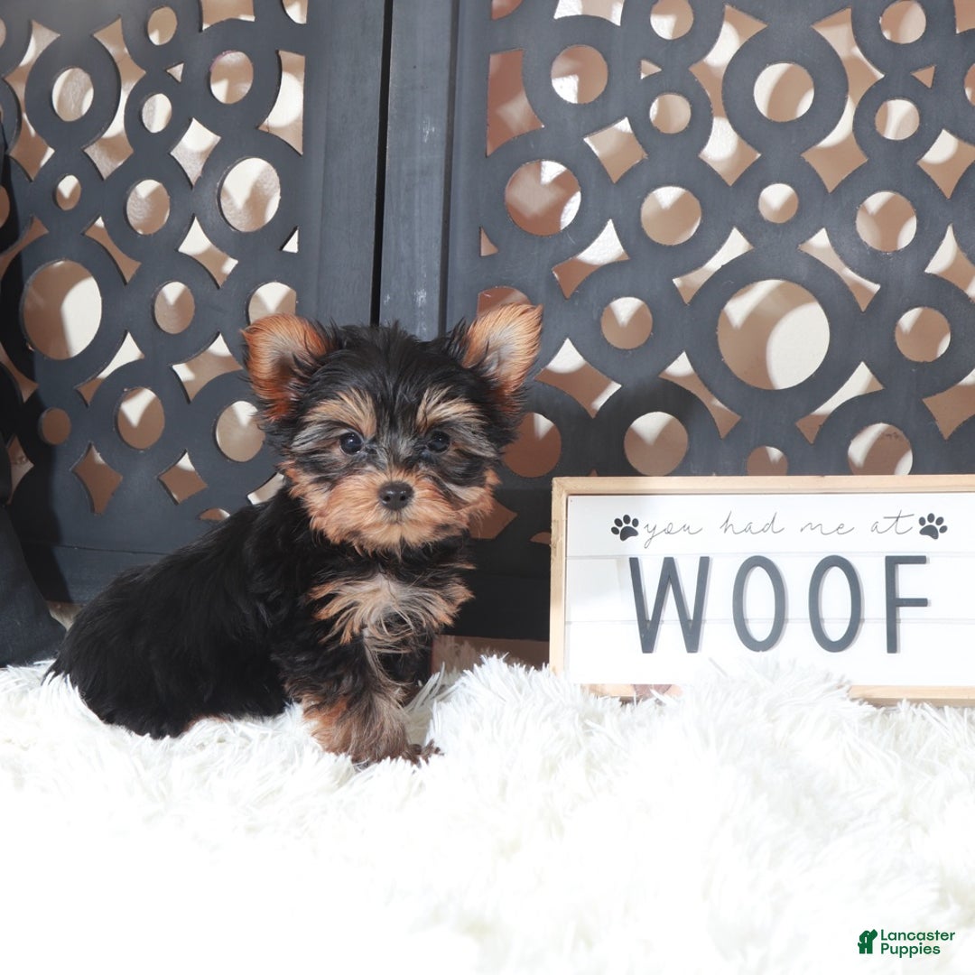 Yorkshire Terrier dogs for sale: Colt Adorable Teacup Yorkie - Ad 2