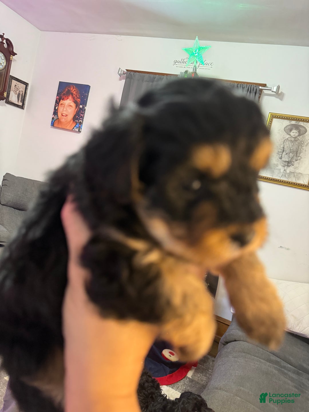 Mixed Breed dogs for sale: Snoopy - Ad 4