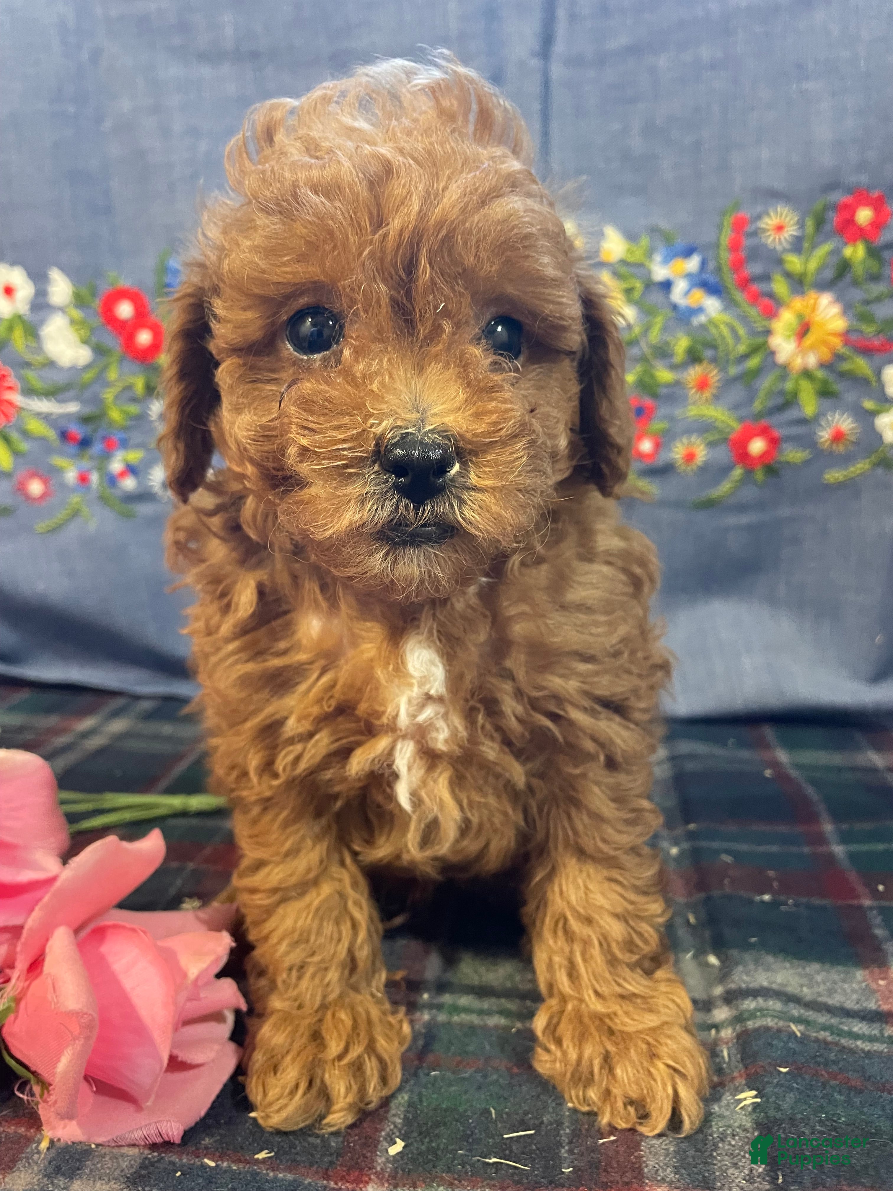 Toy Poodle dogs Sonny - Ad 13