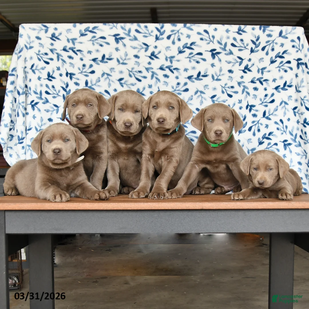 Labrador Retriever dogs for sale: Gage - Ad 5