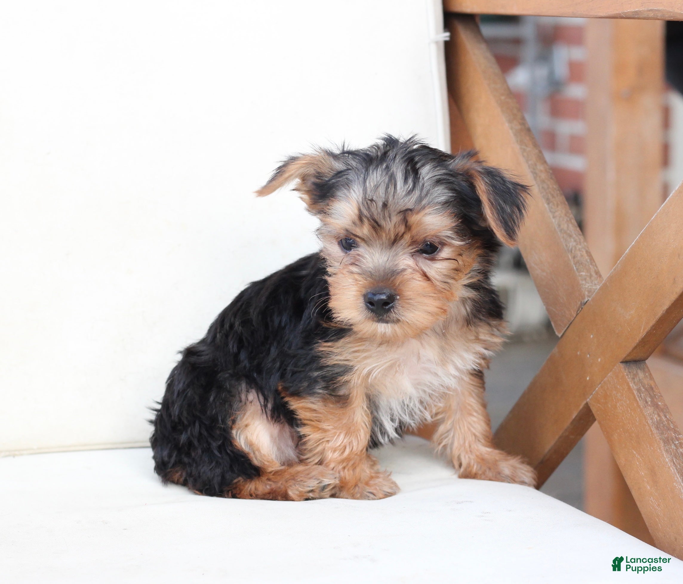 Yorkshire Terrier dogs Scout - Ad 20