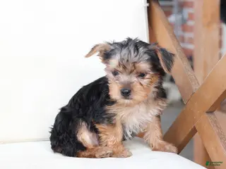 Yorkshire Terrier dogs Scout - Ad 20