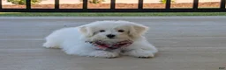Maltese dogs for sale: Haden 7 lbs Full Grown - Ad 5