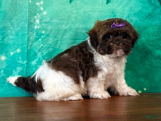 Mixed Breed dogs Snickers Female Shichon - Ad 2