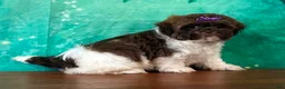 Mixed Breed dogs for sale: Snickers Female Shichon - Ad 2