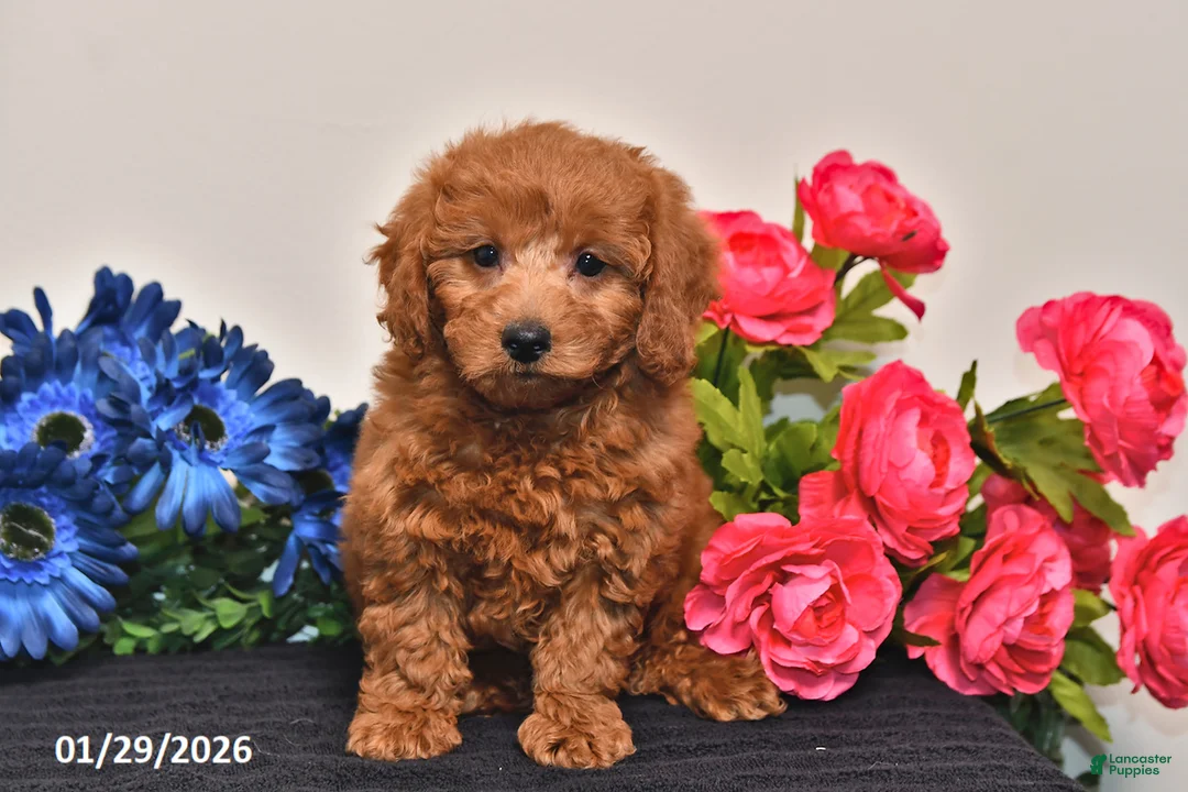 Miniature Poodle dogs for sale: Heather - Ad 2