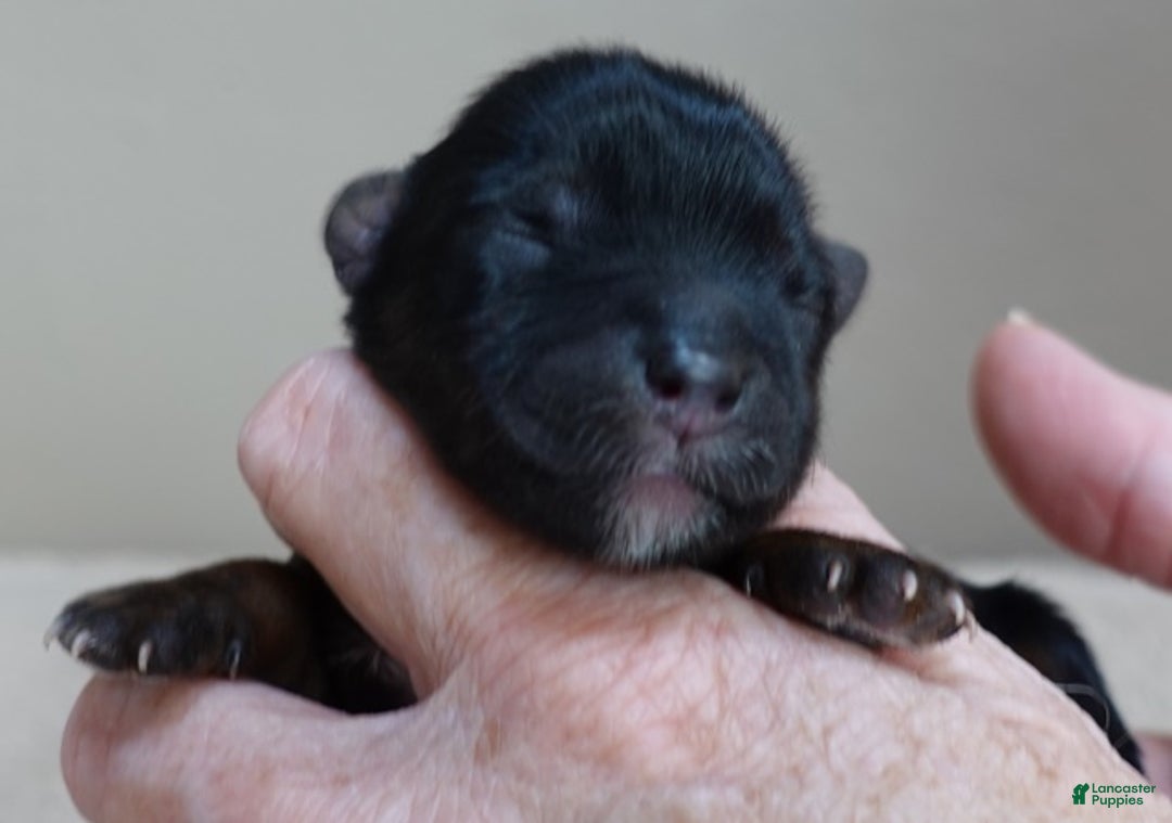 Yorkshire Terrier dogs for sale: Cairo black face - Ad 8