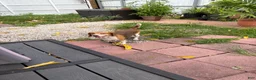 Beagle dogs for sale: Beagle 6 - Ad 3