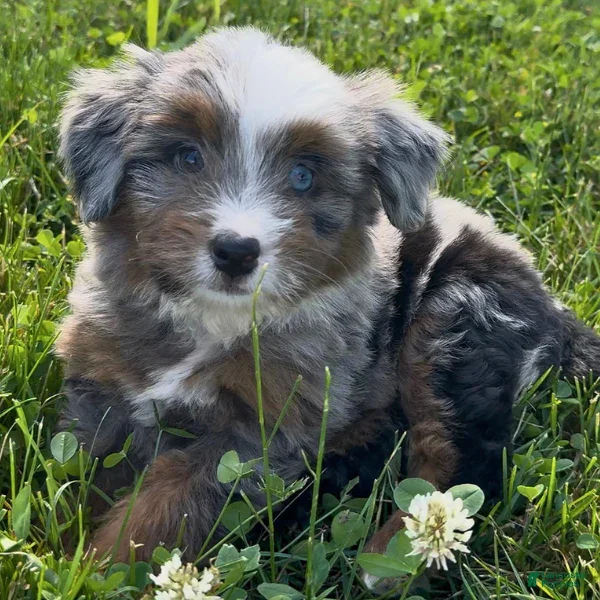 Mini Bernedoodle dogs Bailey - Ad 42