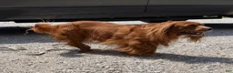 Cavapoo dogs for sale: Charlie - Ad 9